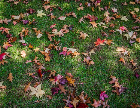 Fall Maintenance and Cleaning Essentials