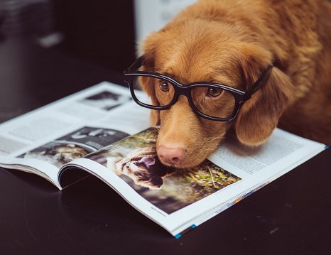 Dog-Friendly Offices are great but what about the Clean Up?